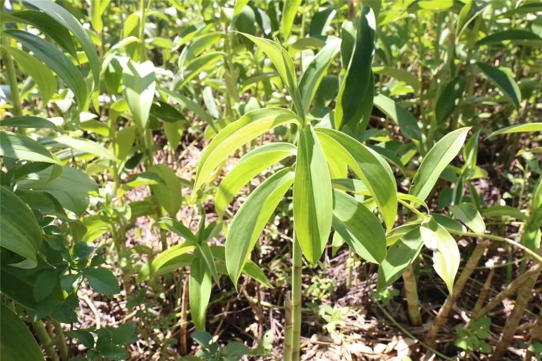 微信圖片_20190704163400 微信圖片_20190704163400