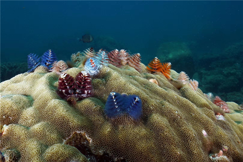 蜈支洲島海底圣誕樹(3) 蜈支洲島海底圣誕樹(3)