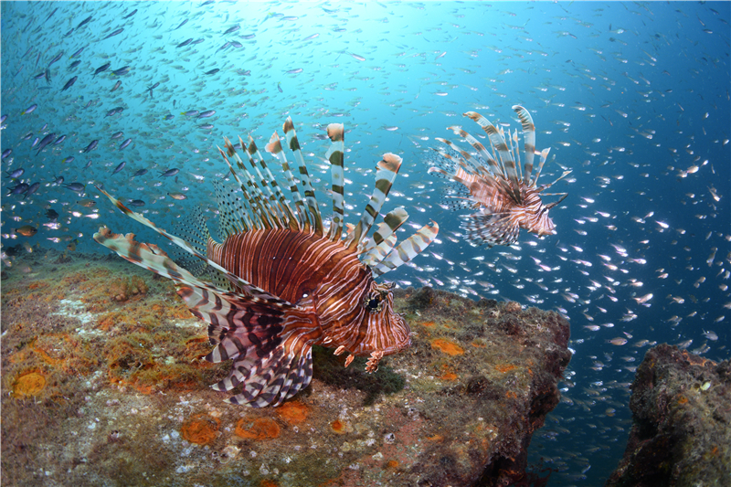 蜈支洲島獅子魚 (攝影師張帆) 蜈支洲島獅子魚 (攝影師張帆)