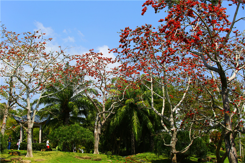 2月19日，三亞南山文化旅游區內的木棉花競相盛開，引來游人踏青賞花