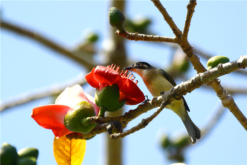 2月19日，一只小鳥三亞南山文化旅游區內的盛開的木棉花上享受“花蜜大餐”
