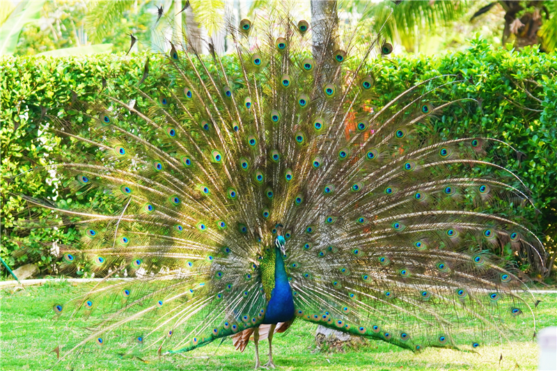 蜈支洲島的孔雀開屏啦