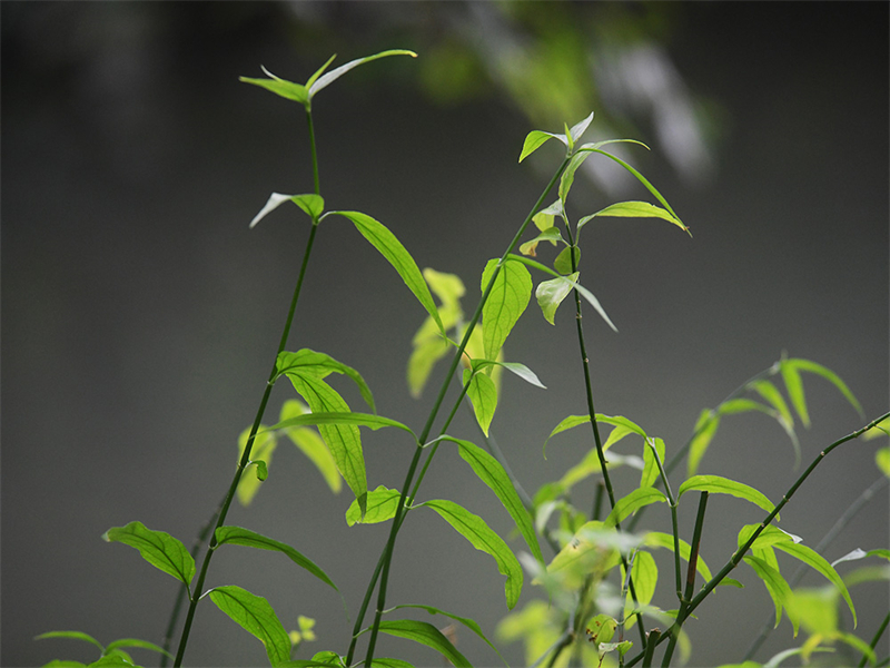 20241231170332_29312