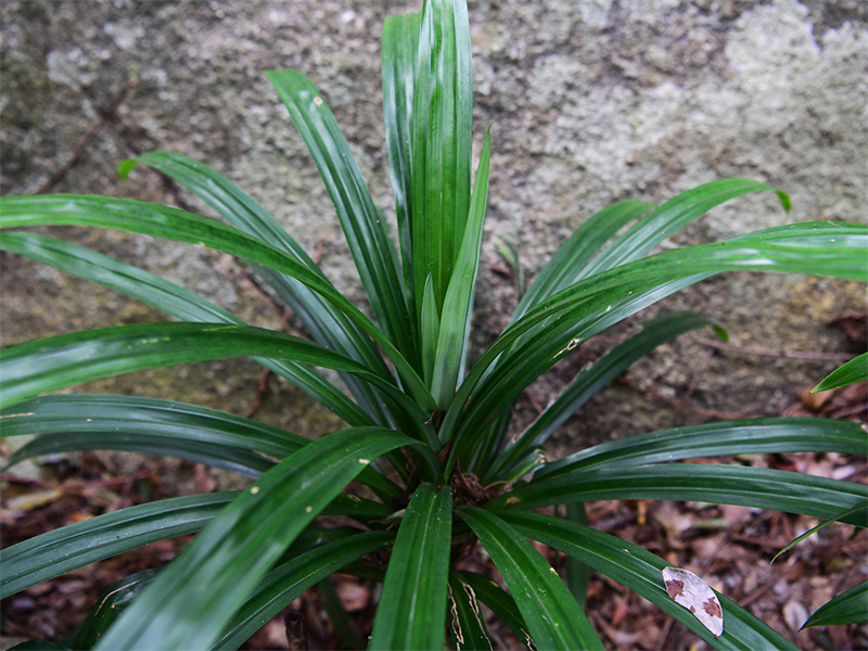 20241231170203_11417