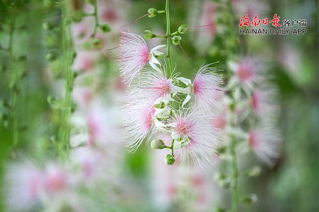 1593178838421537.jpg QQ圖片20200626213354_副本.jpg